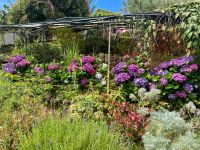 Hortensien &ndash; &copy; Antonia Knorrscheid (Eberhardt TRAVEL)