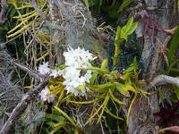 Orchidee &ndash; &copy; Katrin Hohenstein (Eberhardt TRAVEL)