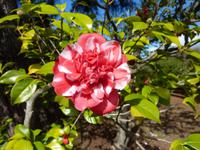 Kamelienblüte &ndash; &copy; Petra Scherbaum (Eberhardt TRAVEL)