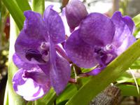 im Jardim Orchidea &ndash; &copy; Petra Scherbaum (Eberhardt TRAVEL)
