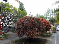 Croton in Ribeira Brava-bei uns nur etwas kleiner als Zimmerpflanze