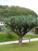 Drachenbaum