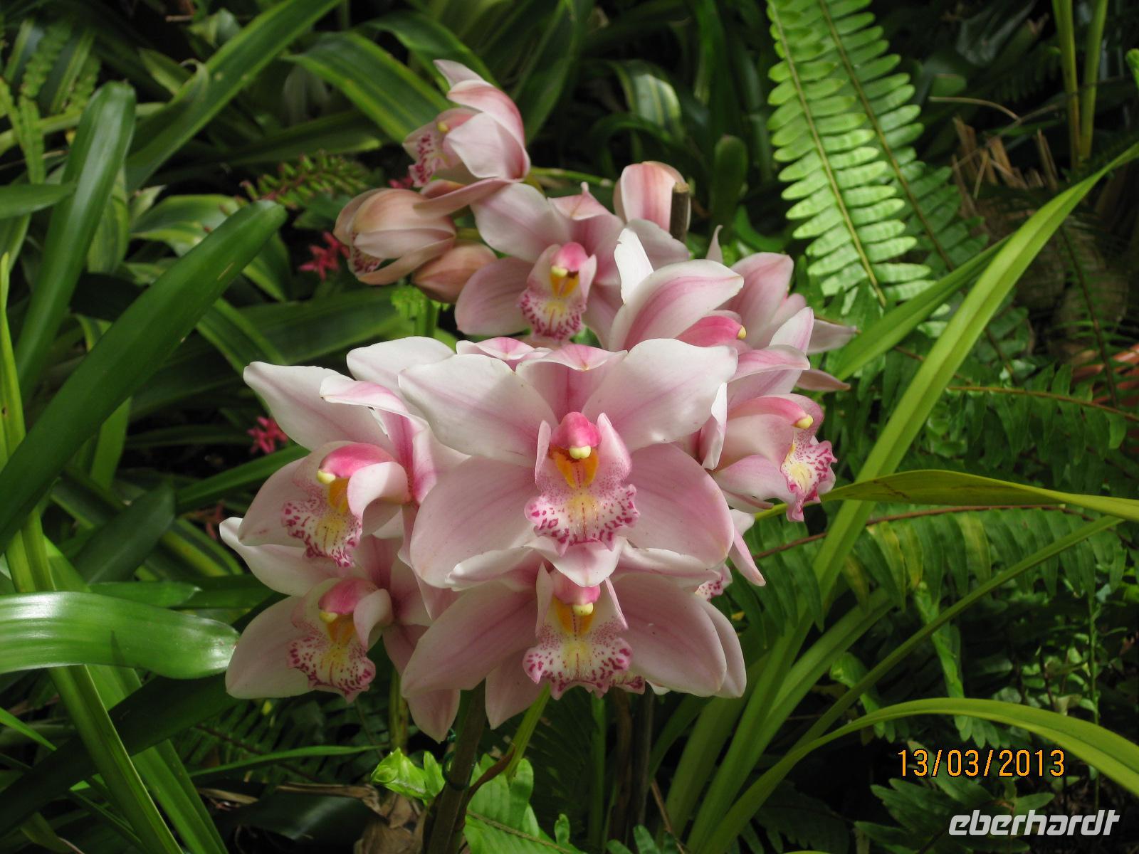 IMG_3029 Zu Besuch im Orchideen Garten von Funchal &ndash; &copy; Johanna Vogt (Eberhardt TRAVEL)