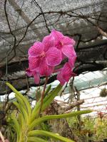 IMG_3025 Zu Besuch im Orchideen Garten von Funchal