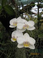 IMG_3026 Zu Besuch im Orchideen Garten von Funchal &ndash; &copy; Johanna Vogt (Eberhardt TRAVEL)