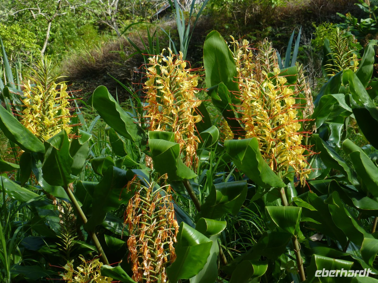 Ingwerpflanzen - schöne Blüten gehören zu den uns bekannten Wurzeln &ndash; &copy; Vivian Kreft (Eberhardt TRAVEL)
