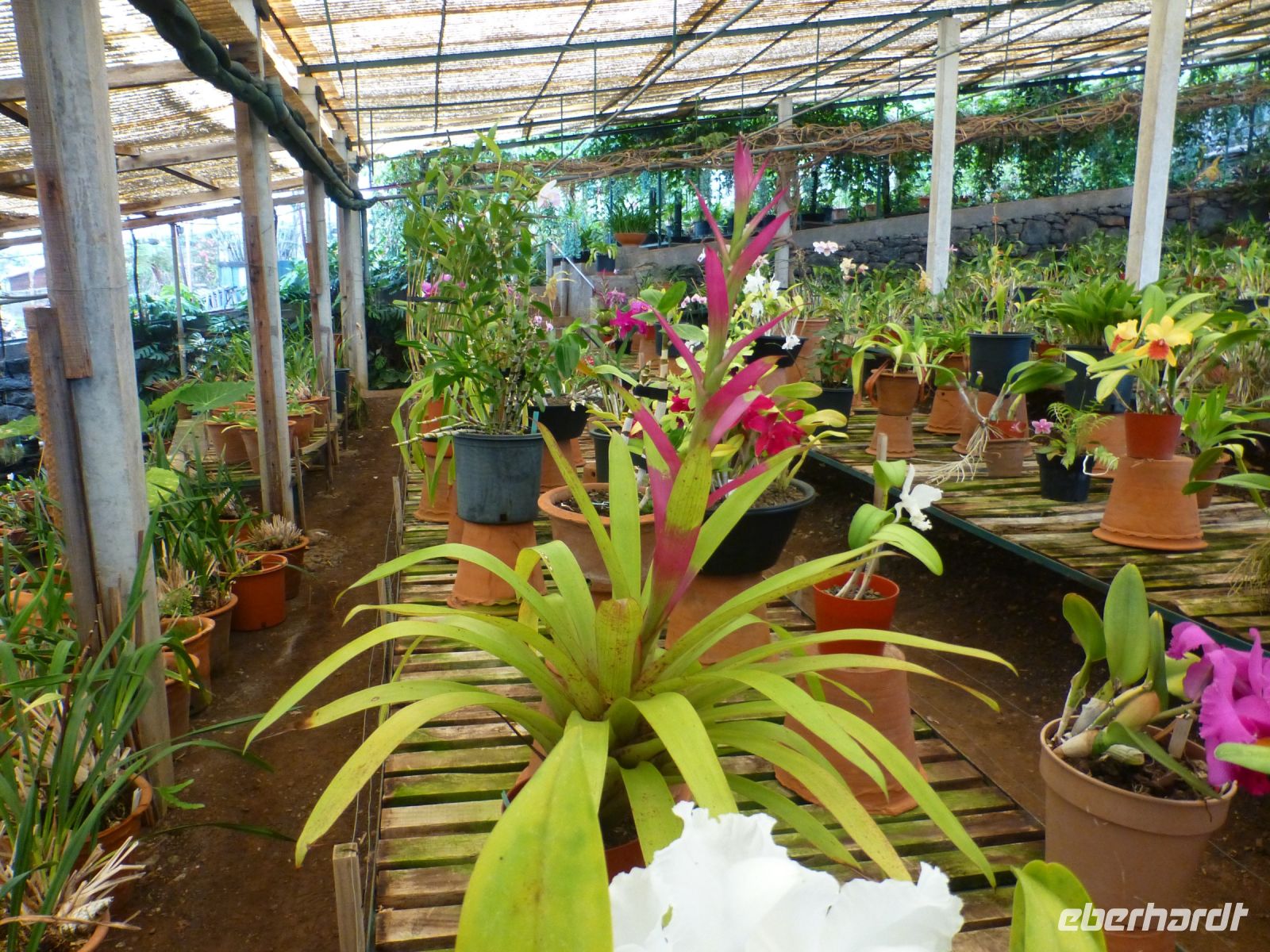 Die Orchideenzucht Quinta da Boa Vista… &ndash; &copy; Vivian Kreft (Eberhardt TRAVEL)
