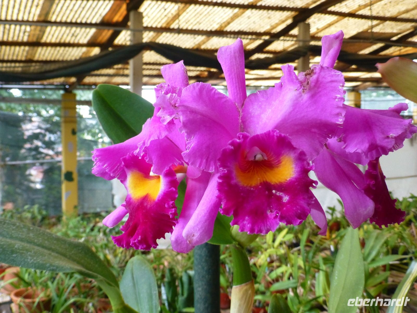 Die Cattleya &ndash; &copy; Vivian Kreft (Eberhardt TRAVEL)