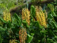 Ingwerpflanzen - schöne Blüten gehören zu den uns bekannten Wurzeln &ndash; &copy; Vivian Kreft (Eberhardt TRAVEL)