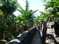 Rundweg durch die Bananenplantage in Madalena do Mar &ndash; &copy; Vivian Kreft (Eberhardt TRAVEL)