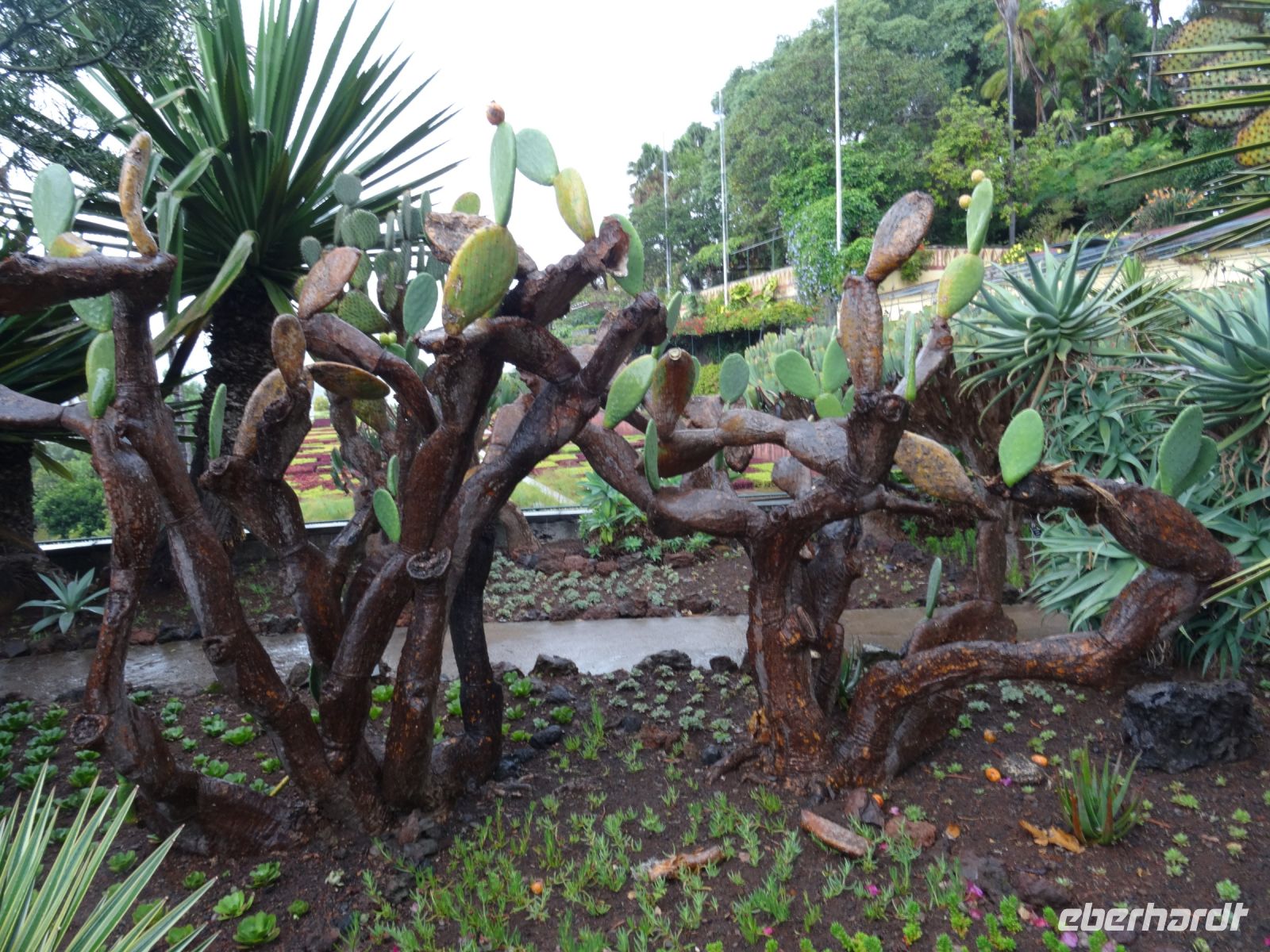 Funchal - Botanischer Garten &ndash; &copy; Hans-Joachim Trutz (Eberhardt TRAVEL)