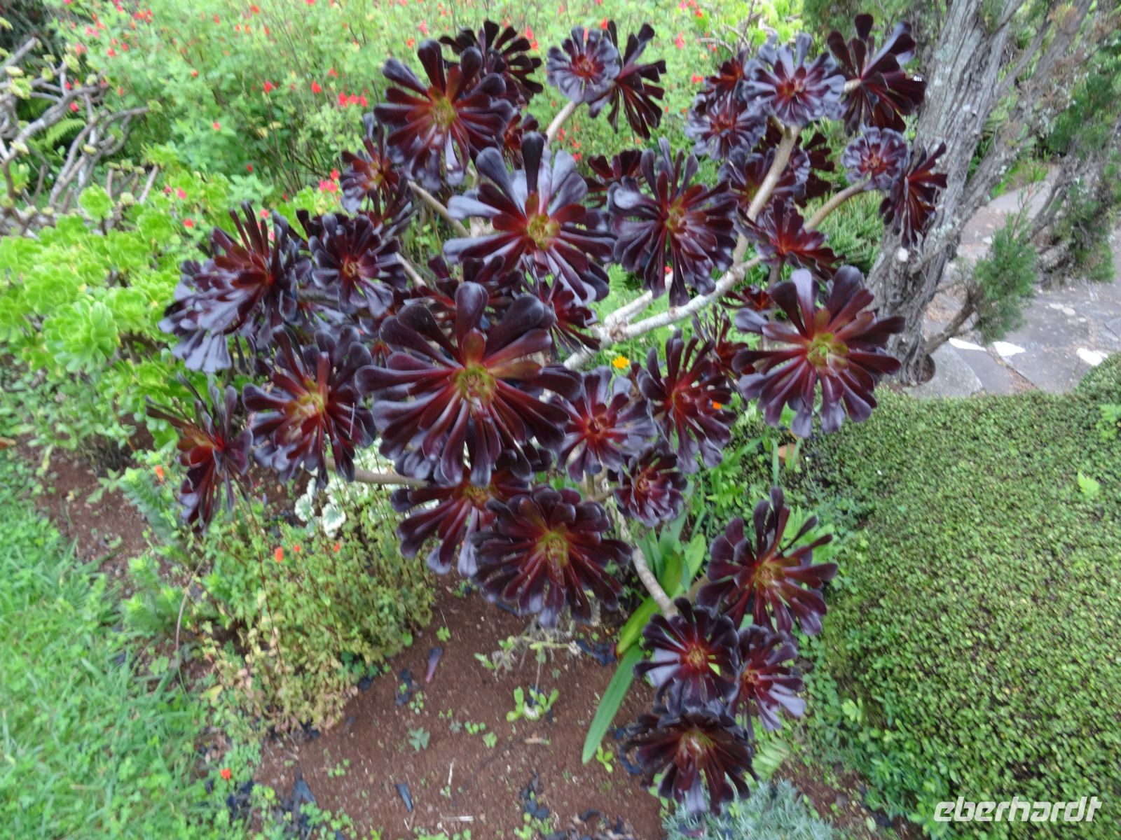 Quinta do Palheiro: Aeonium &ndash; &copy; Hans-Joachim Trutz (Eberhardt TRAVEL)