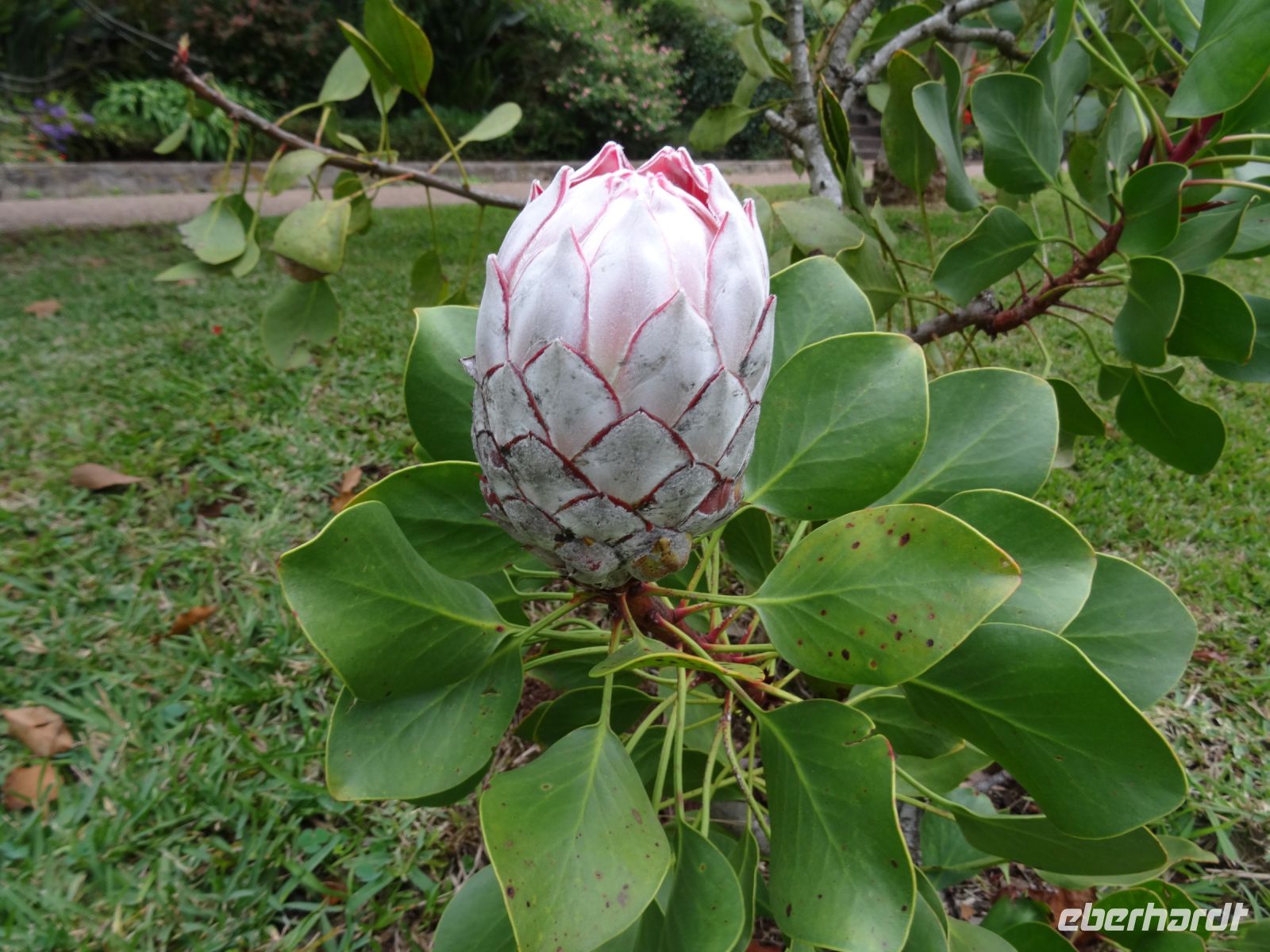 Quinta do Palheiro: Protea &ndash; &copy; Hans-Joachim Trutz (Eberhardt TRAVEL)