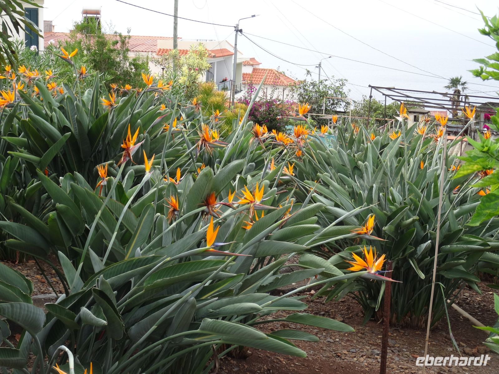 Quinta Boa Vista Orchidea: Strelizien-Meer &ndash; &copy; Hans-Joachim Trutz (Eberhardt TRAVEL)