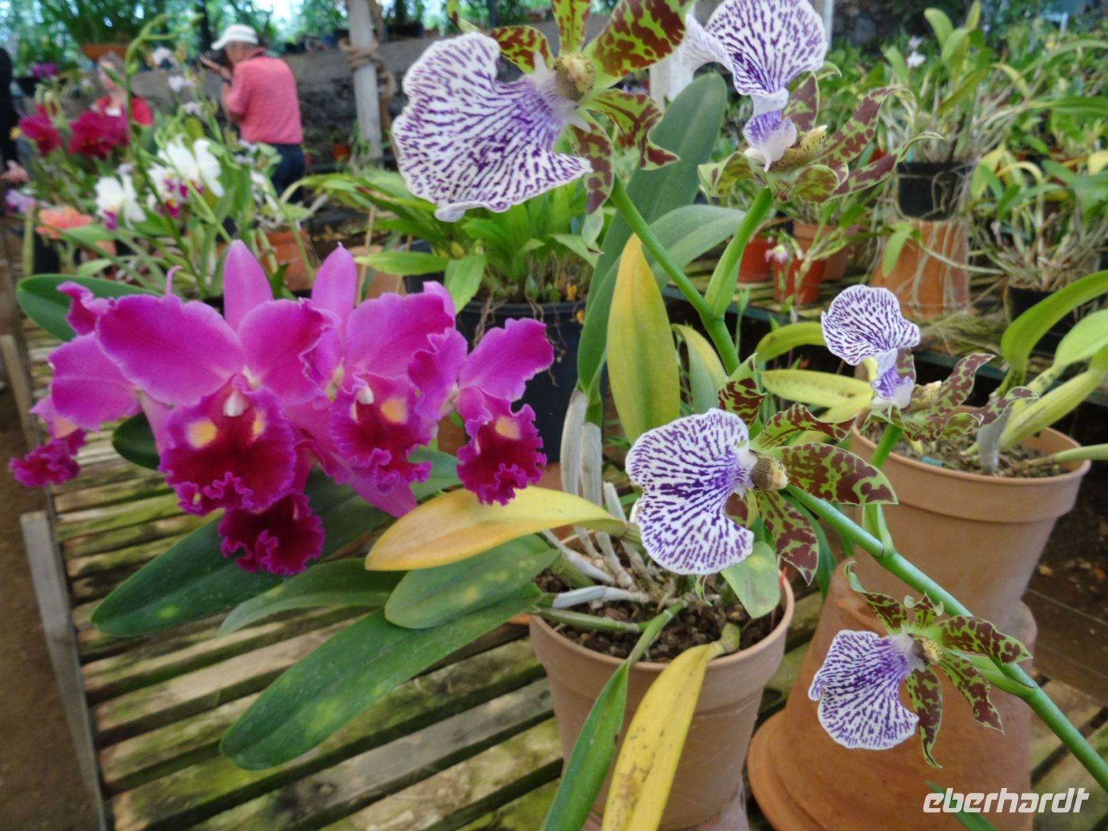 Quinta Boa Vista Orchidea &ndash; &copy; Hans-Joachim Trutz (Eberhardt TRAVEL)