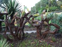 Funchal - Botanischer Garten &ndash; &copy; Hans-Joachim Trutz (Eberhardt TRAVEL)