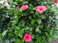 Sao Vicente - Hibiskusblüten &ndash; &copy; Hans-Joachim Trutz (Eberhardt TRAVEL)