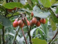 Levada-Wanderung: Tomatenbaum &ndash; &copy; Hans-Joachim Trutz (Eberhardt TRAVEL)