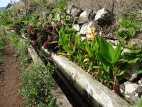 entlang der Levada &ndash; &copy; Hans-Joachim Trutz (Eberhardt TRAVEL)