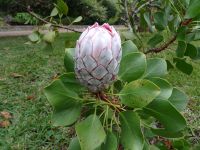 Quinta do Palheiro: Protea &ndash; &copy; Hans-Joachim Trutz (Eberhardt TRAVEL)