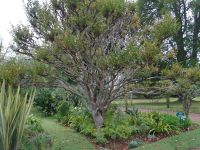 Quinta do Palheiro: Jupiterbaum &ndash; &copy; Hans-Joachim Trutz (Eberhardt TRAVEL)