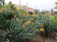 Quinta Boa Vista Orchidea: Strelizien-Meer &ndash; &copy; Hans-Joachim Trutz (Eberhardt TRAVEL)