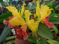 Quinta do Boa Vista Orchidea &ndash; &copy; Hans-Joachim Trutz (Eberhardt TRAVEL)