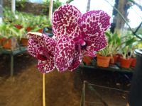 Quinta Boa Vista Orchidea &ndash; &copy; Hans-Joachim Trutz (Eberhardt TRAVEL)
