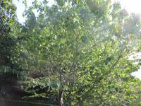 015_Taschentuchbaum &ndash; &copy; Rica Schubert (Eberhardt TRAVEL)