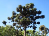 017_Baum &ndash; &copy; Rica Schubert (Eberhardt TRAVEL)