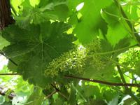 219_auf dem Weingut &ndash; &copy; Rica Schubert (Eberhardt TRAVEL)