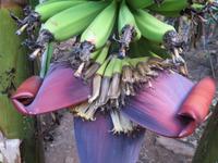 269_Bananenplantage in Madalena do Mar &ndash; &copy; Rica Schubert (Eberhardt TRAVEL)