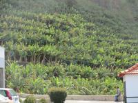 271_Bananenplantage in Madalena do Mar &ndash; &copy; Rica Schubert (Eberhardt TRAVEL)