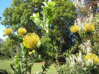 Protea in Blandy´s Garden &ndash; &copy; Ria Heilmann (Eberhardt TRAVEL)
