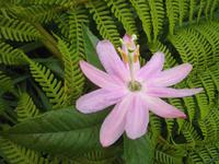 Maracuja-Blüte &ndash; &copy; Ria Heilmann (Eberhardt TRAVEL)