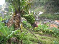 Banane