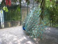 Pfau im Trop.Bot.Garten &ndash; &copy; Ria Heilmann (Eberhardt TRAVEL)