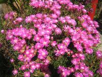 Afrikanische Mittagsblume &ndash; &copy; Ria Heilmann (Eberhardt TRAVEL)