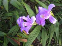 Bambus-Orchidee
