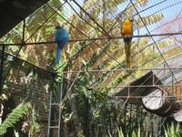 Papageien im Bot.Garten