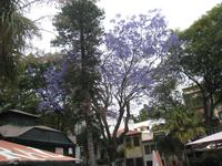 Jakarada-Baum in voller Blüte &ndash; &copy; Ria Heilmann (Eberhardt TRAVEL)