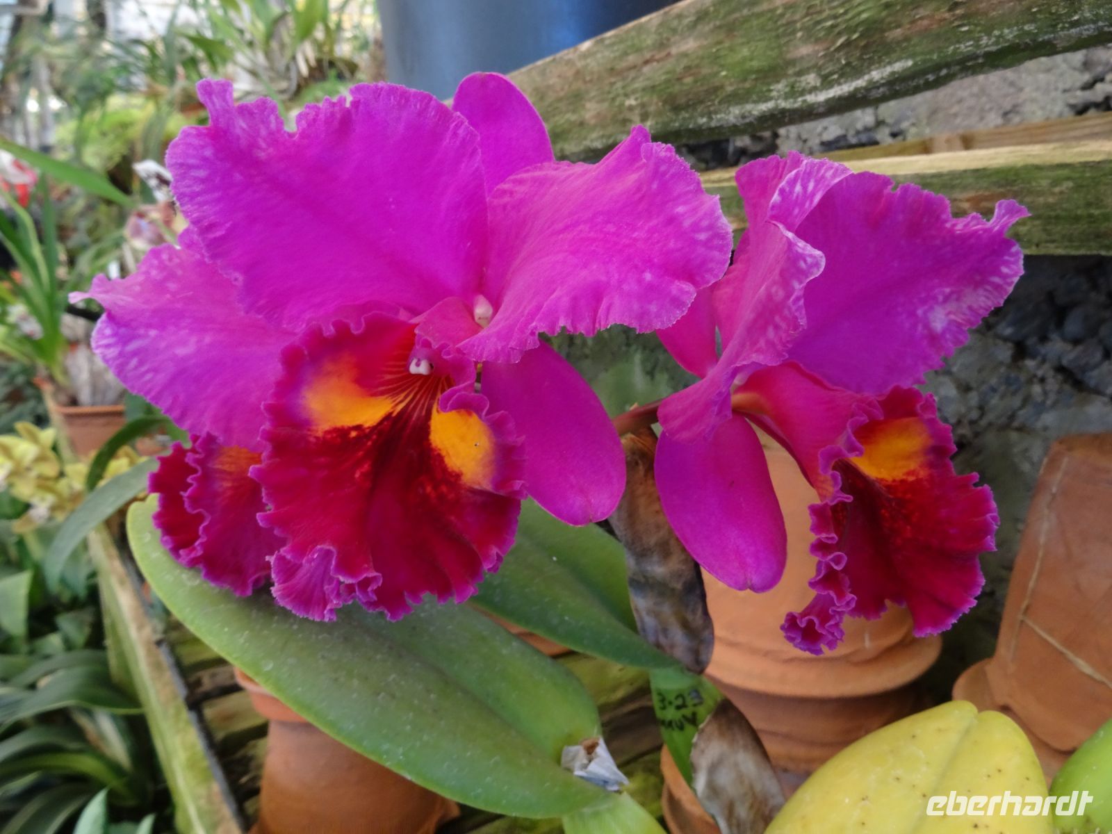 Orchideengarten 