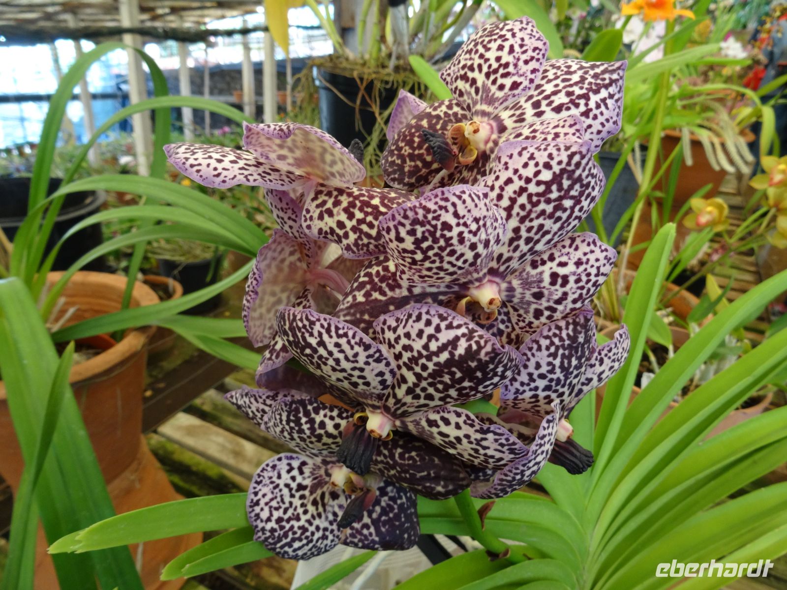 Orchideengarten &ndash; &copy; Hans-Joachim Trutz (Eberhardt TRAVEL)