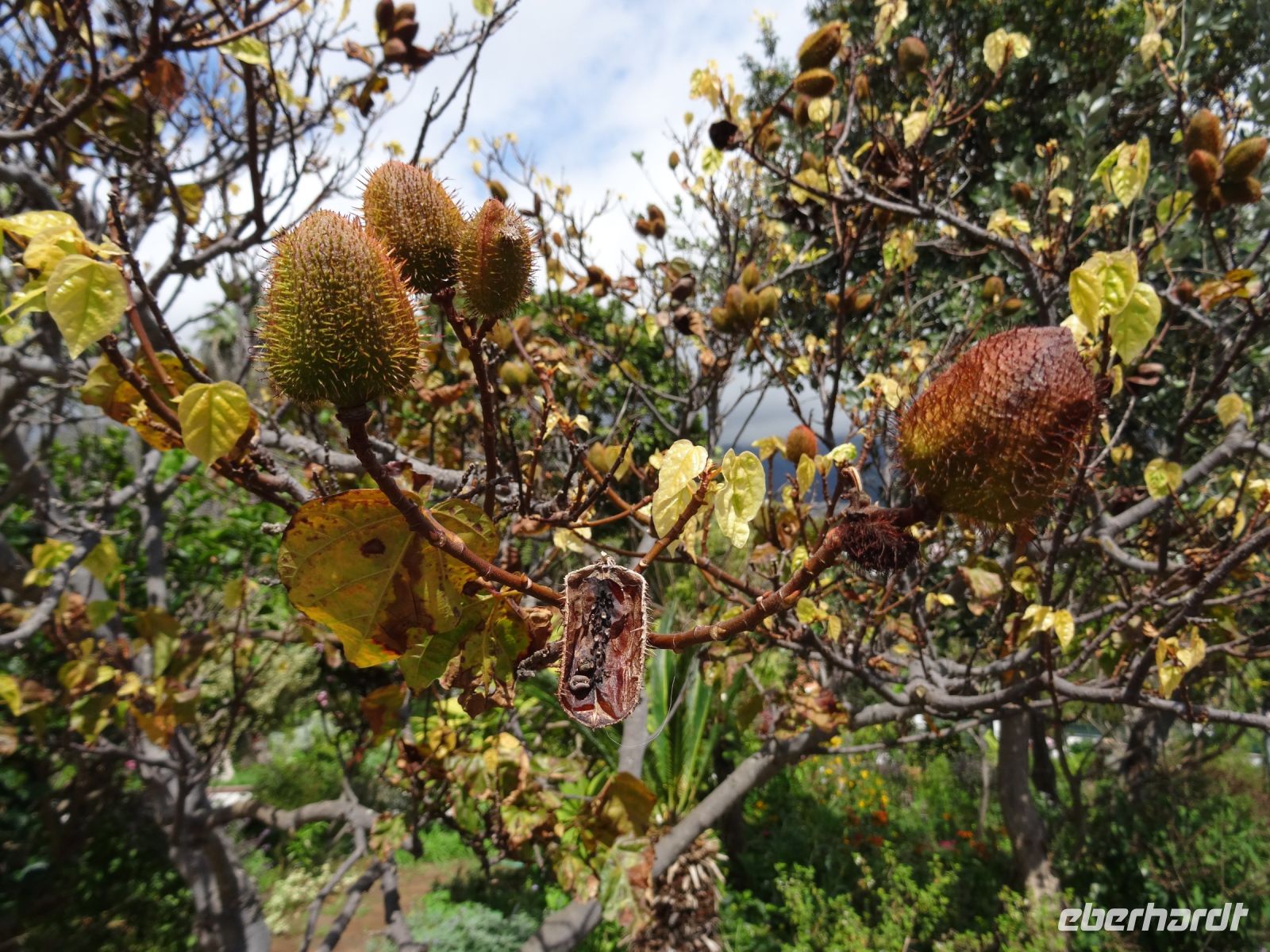  Esmeraldas Kräutergarten, Lippenstift- Frucht &ndash; &copy; Hans-Joachim Trutz (Eberhardt TRAVEL)