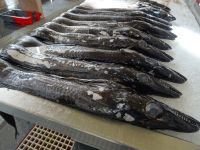 Funchal, Markthalle - Espada = schwarzer Degenfisch &ndash; &copy; Hans-Joachim Trutz (Eberhardt TRAVEL)
