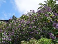 Botanischer Garten - Di-Kovisanta &ndash; &copy; Hans-Joachim Trutz (Eberhardt TRAVEL)