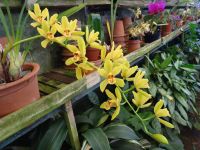 Orchideengarten &ndash; &copy; Hans-Joachim Trutz (Eberhardt TRAVEL)