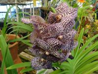 Orchideengarten &ndash; &copy; Hans-Joachim Trutz (Eberhardt TRAVEL)