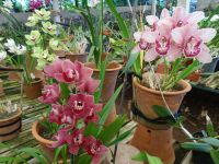Orchideengarten &ndash; &copy; Hans-Joachim Trutz (Eberhardt TRAVEL)