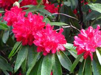 Rhododendon &ndash; &copy; Maria Goetz (Eberhardt TRAVEL)